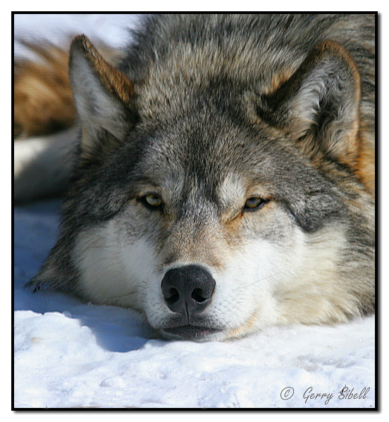 Классные фотографии волков