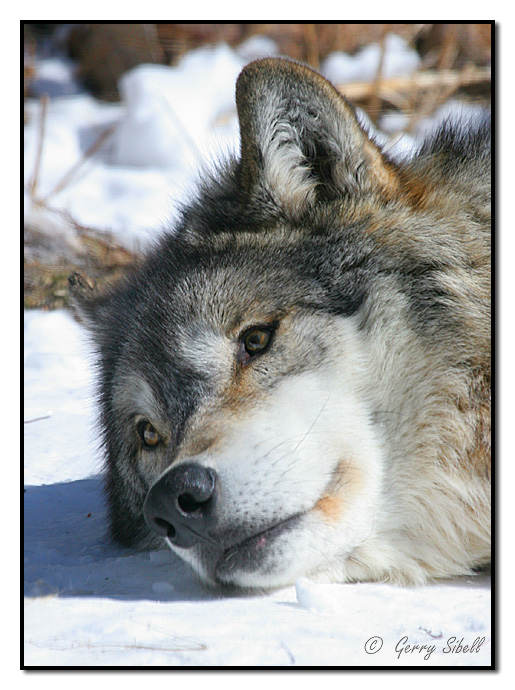 Классные фотографии волков