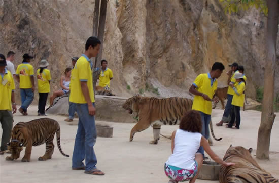 Ручные тигры - в буддистском лесном храме Теравады, в Таиланде