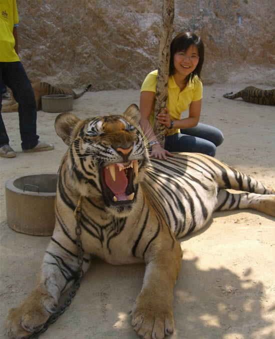 Ручные тигры - в буддистском лесном храме Теравады, в Таиланде