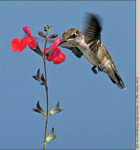 Лучшие детские Nature's Best Photography