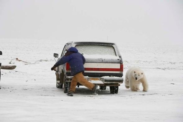 Петнашки с белым медведем :)