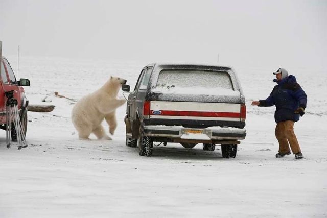 Петнашки с белым медведем :)