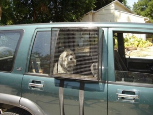 Как перевозят собак на машинах