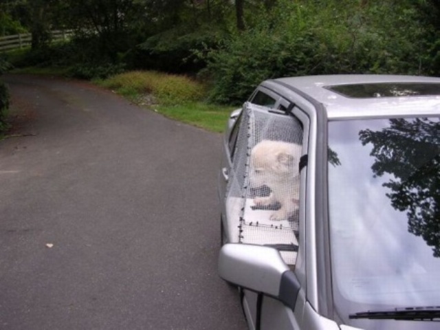 Как перевозят собак на машинах