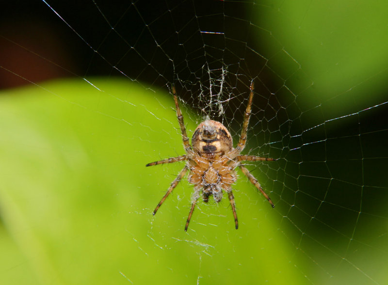 Макро-фотографии пауков