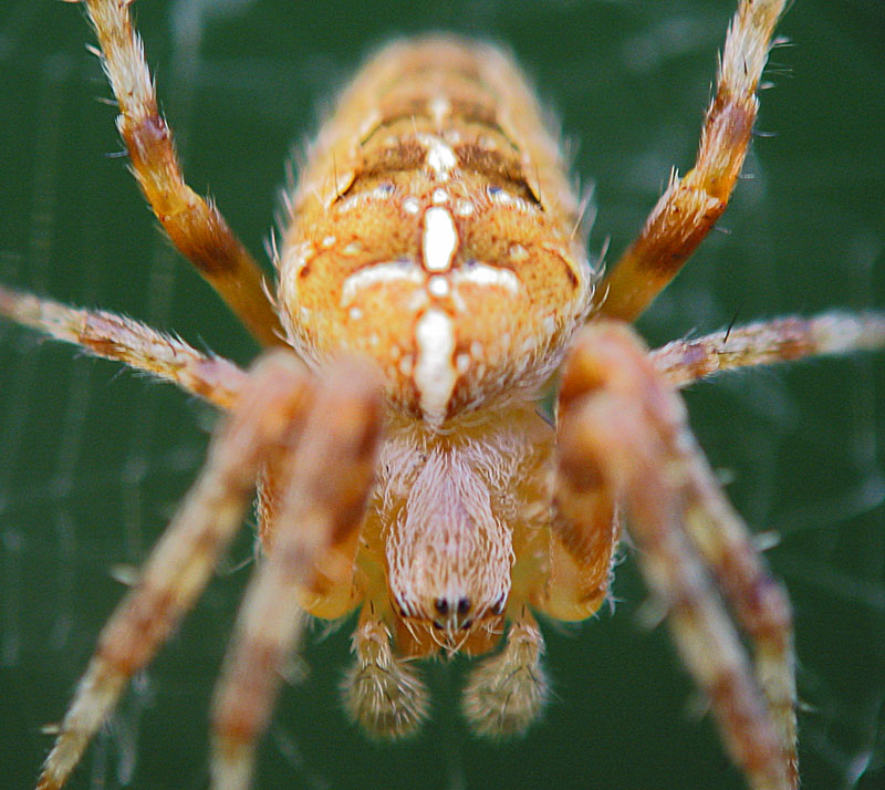 Макро-фотографии пауков