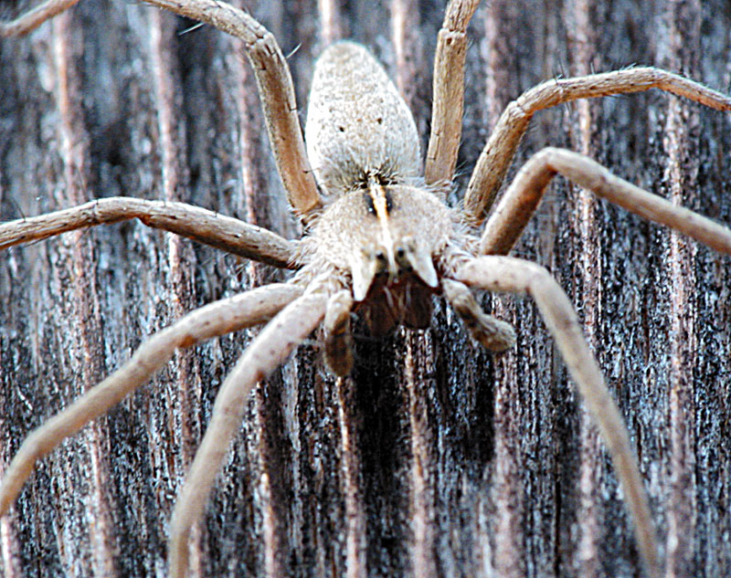 Самые самые паукообразные. Песчаный шестиглазый паук. Сиднейский лейкопаутинный паук. Самые большие и страшные пауки.