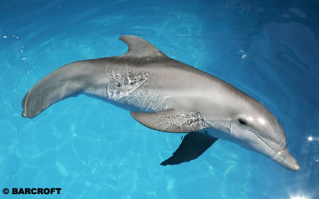 Дельфин попал под винт корабля во Флориде.