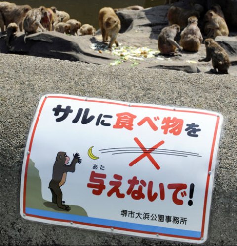 Японские обезьяны. Скоро наверно организуют обезьянье сумо :)