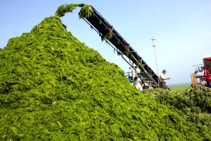 Нашествие водорослей в Китае