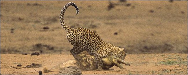 Леопард vs крокодил. Кто окажется сильнее?
