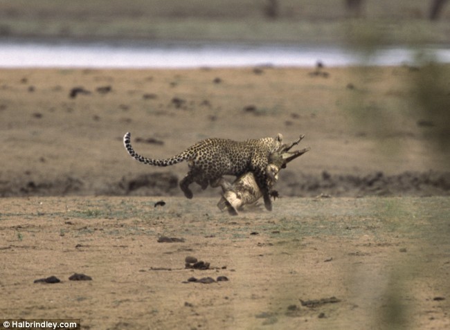 Леопард vs крокодил. Кто окажется сильнее?
