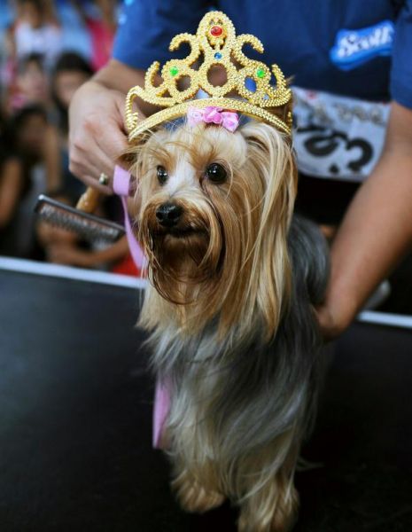 Собачий конкурс красоты в Коста-Рике