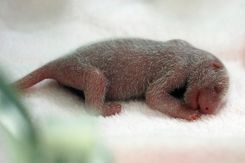 Новорожденные  панды :)