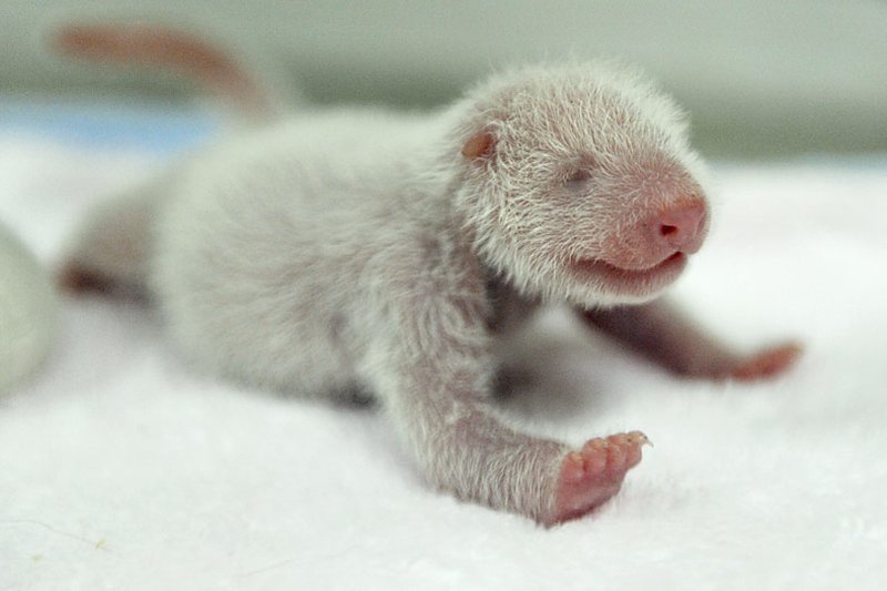 Новорожденные  панды :)