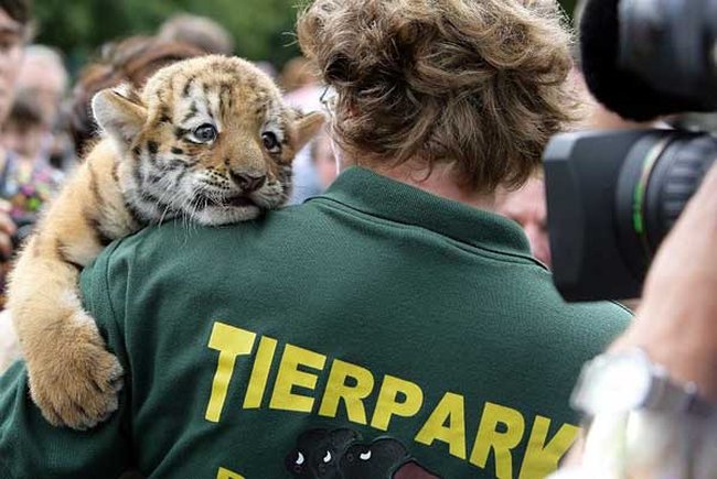 Выход в свет тигренка Антареса в зоопарке Фридрихсхафен (Берлин)