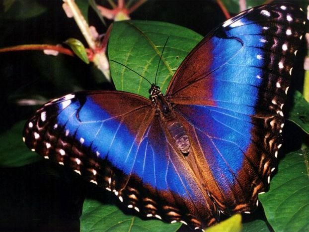 Бабочки. Самые красивые насекомые на мой взгляд...