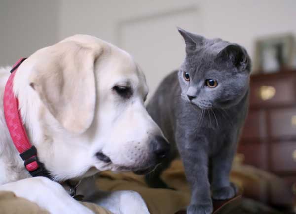 Дружба кошки и собаки. Классные фотки