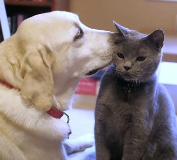 Дружба кошки и собаки. Классные фотки