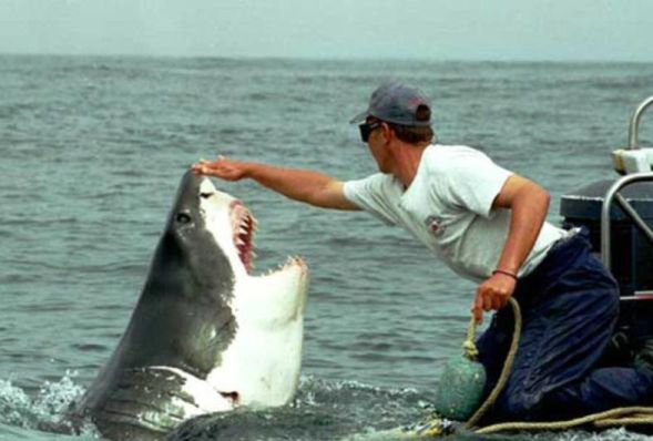Дружба человека и акулы