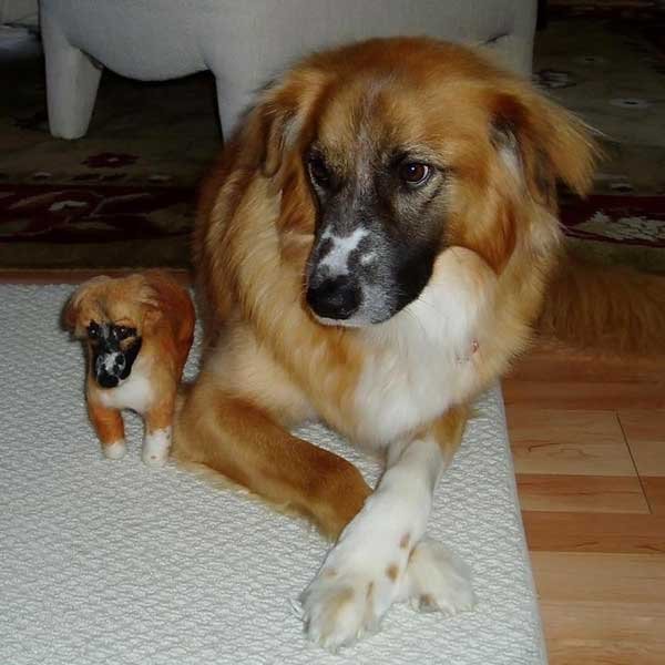 Собаки и их игрушечные клоны