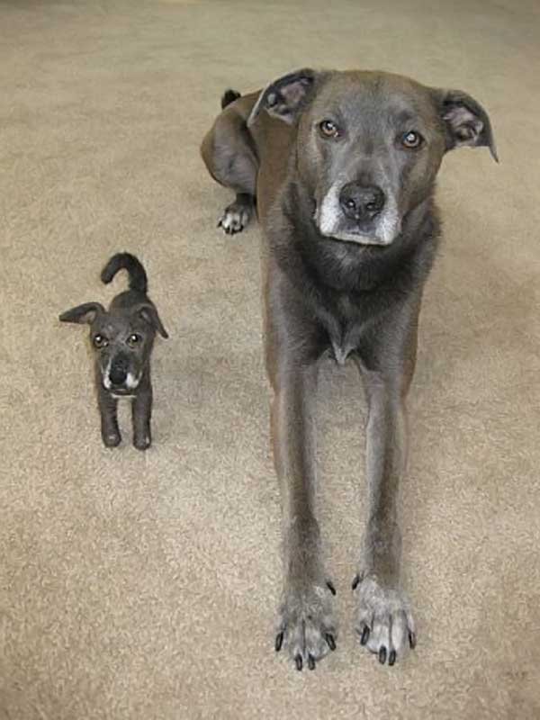 Собаки и их игрушечные клоны
