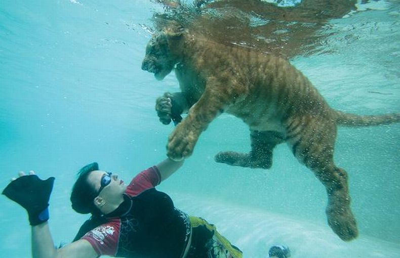 Укротительницы подводных тигров