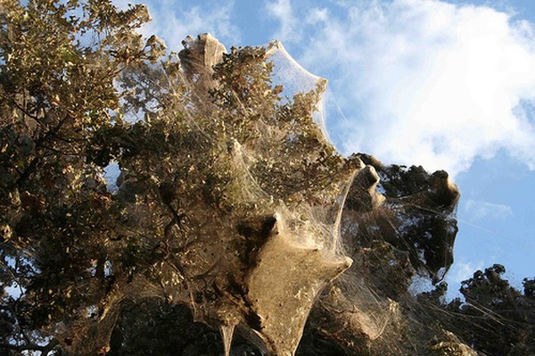 Огромная паутина на деревьях