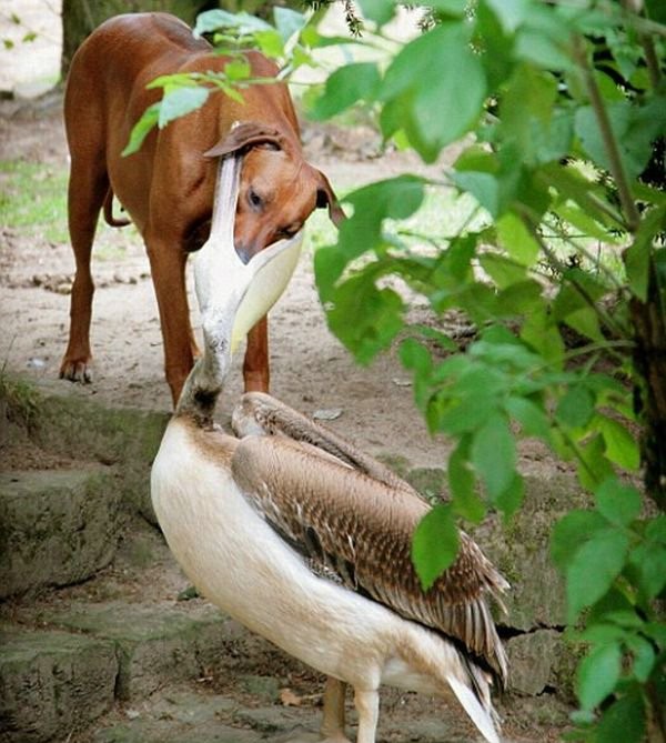 Как животные помогают друг другу