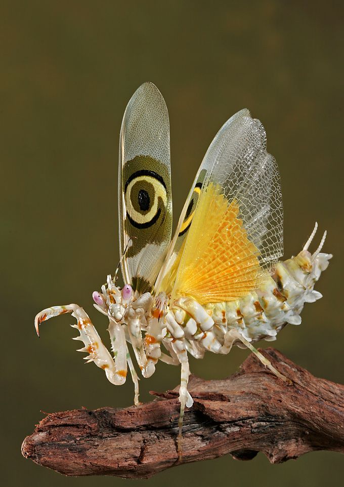 Богомол бабочка