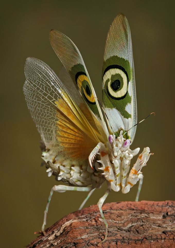 Классные фотки насекомых