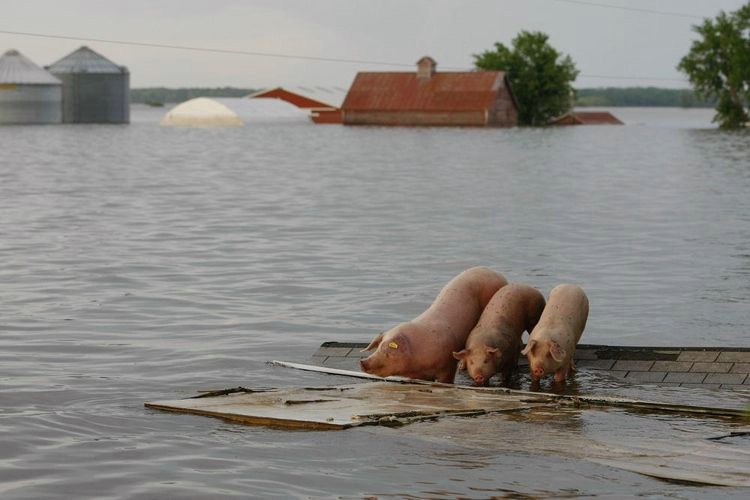 Лучшие фотографии новостных агенств за 2008 год