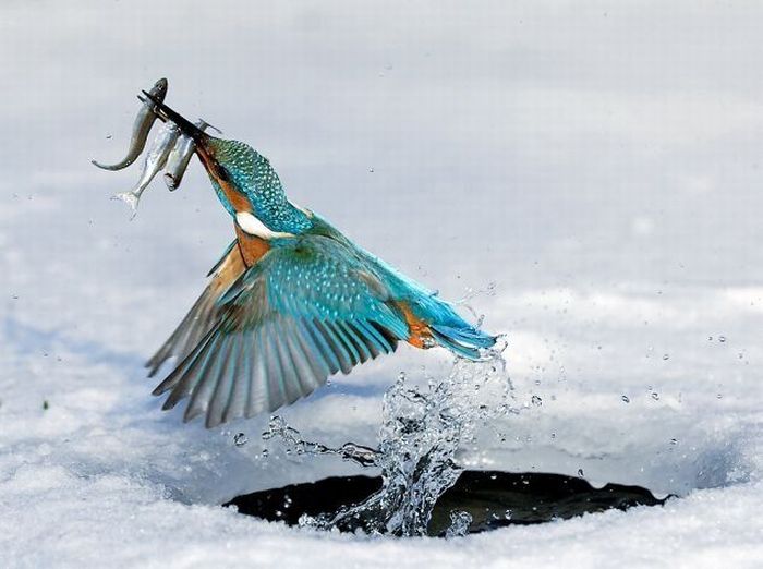 Как птица ловит рыбу. Классные фотки!