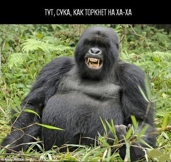 6 фотожаб на гориллу :)
