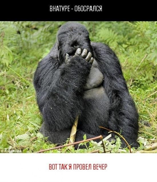 6 фотожаб на гориллу :)