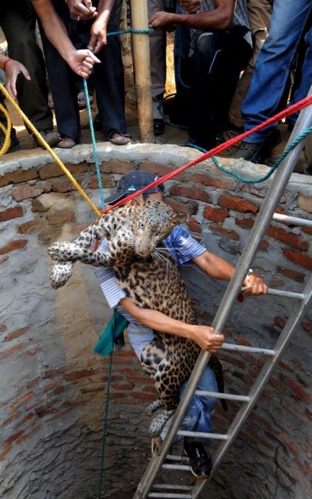 Как спасали леопарда из колодца