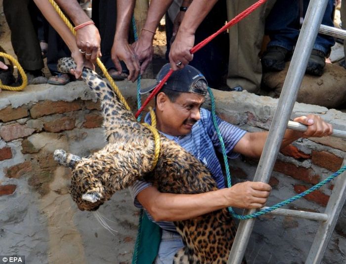 Как спасали леопарда из колодца