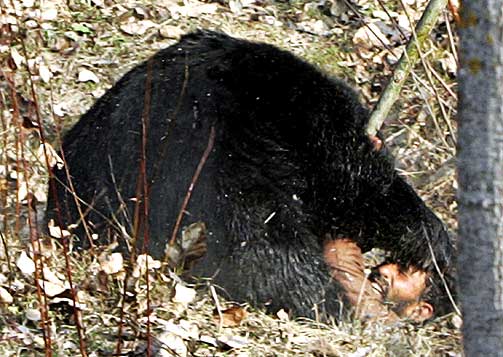 Медведь пожалел браконьера