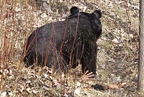 Медведь пожалел браконьера