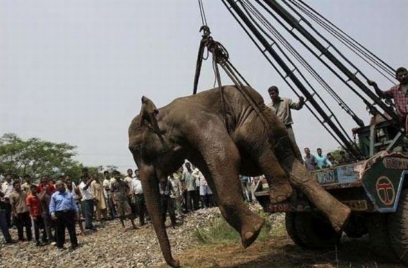 В Индии спасли слона