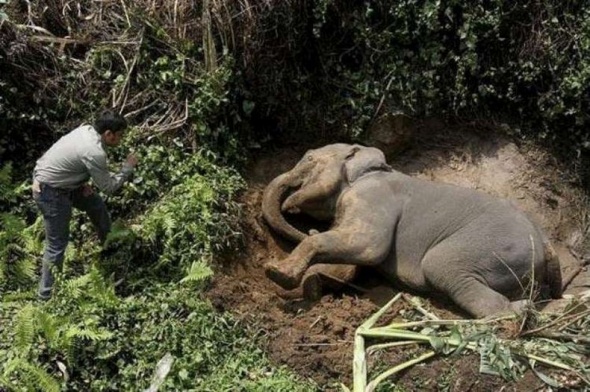 В Индии спасли слона