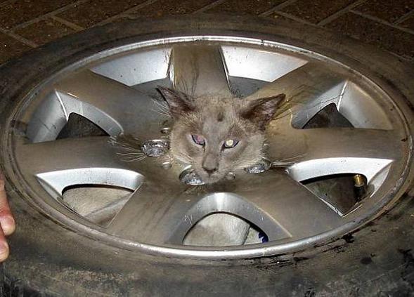 Кот застрял в колесе