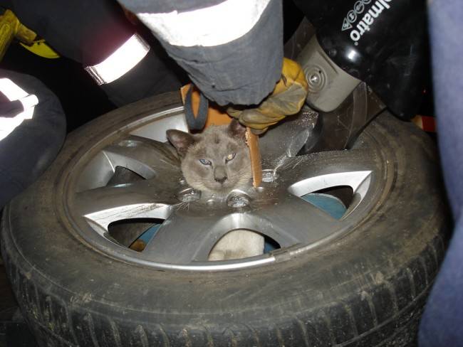 Кот застрял в колесе