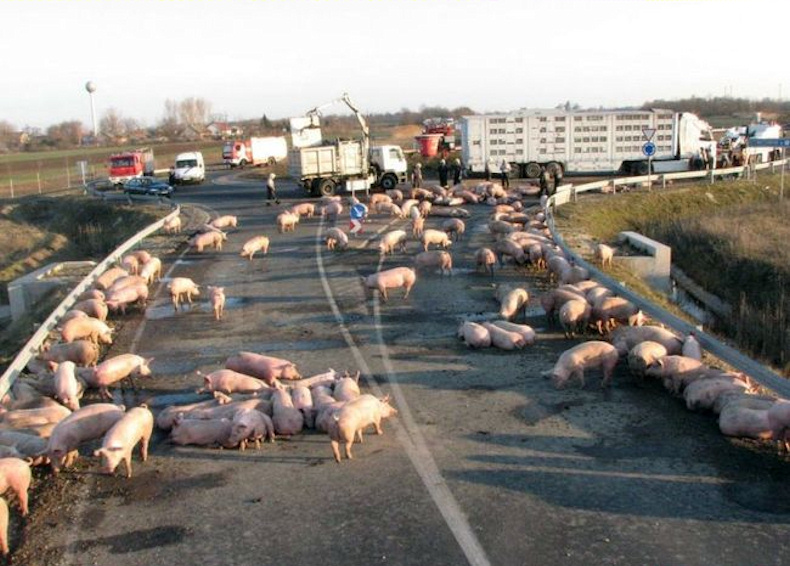 Свинство на дороге