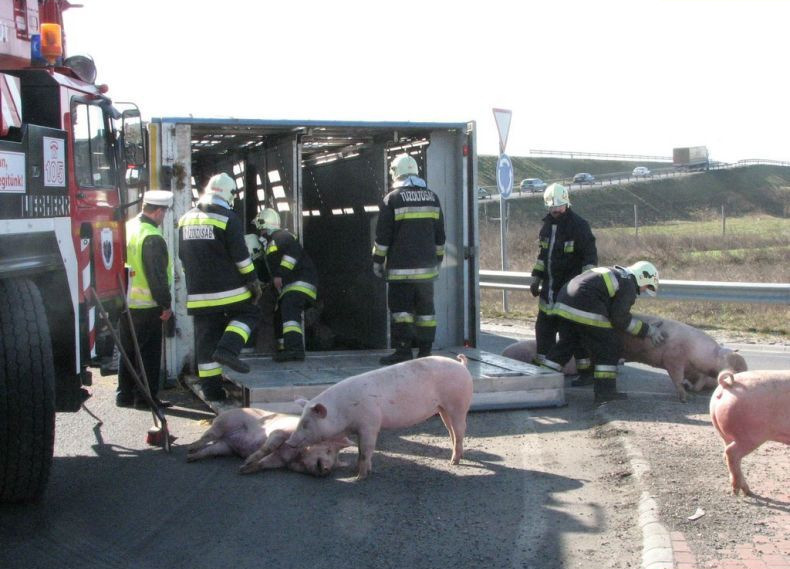 Свинство на дороге
