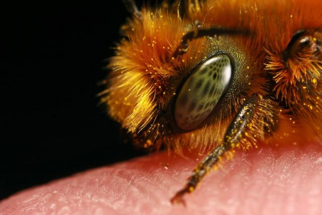 Макросъемка пчел