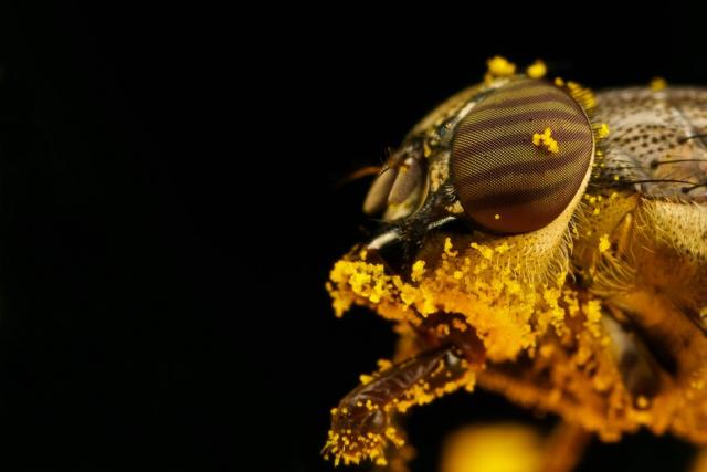 Макросъемка пчел