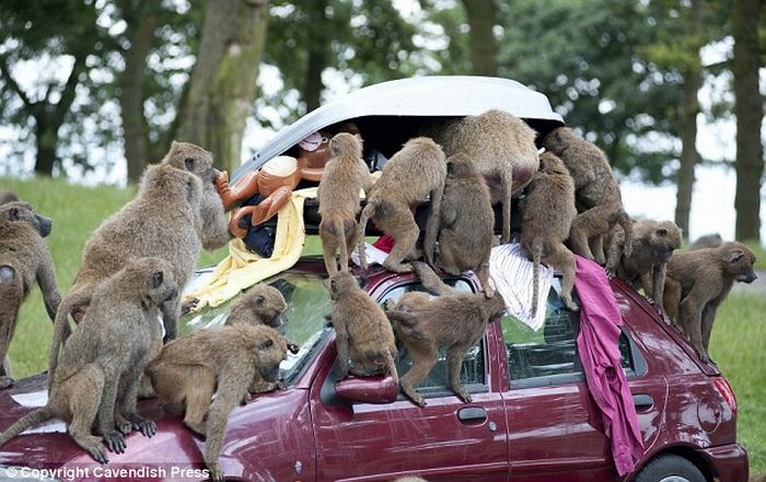 Бабуины напали на туристов :)