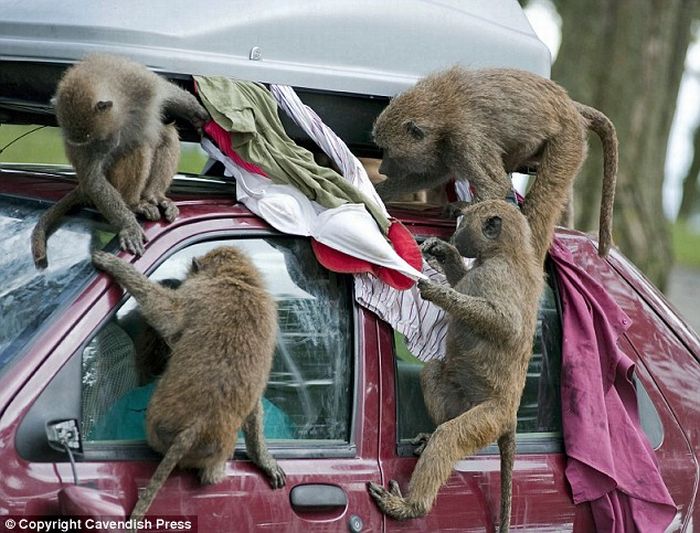 Бабуины напали на туристов :)